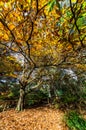 Golden autumn leaves in the Dandenong Ranges Royalty Free Stock Photo