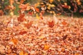golden autumn leaves fall to the ground in autumn time Royalty Free Stock Photo