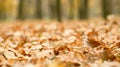 Golden autumn leaves on the ground. Beautiful autumn landscape with yellow trees. Colorful foliage in the park. Falling leaves nat Royalty Free Stock Photo