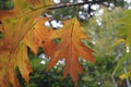 Golden autumn leaves ready to fall off the tree Royalty Free Stock Photo