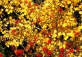 Golden autumn leaves and red berries Royalty Free Stock Photo