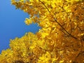 Golden autumn leaves, sunlight and blue sky Royalty Free Stock Photo