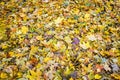 Golden autumn. The leaves underfoot Royalty Free Stock Photo