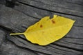 Golden Autumn Leaves on Wood Background with Leaf Veins Detail Royalty Free Stock Photo
