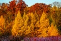 Golden Autumn Light On Tamarack Trees