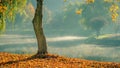 Golden autumn. lone bare tree with fallen leaves on the coast against the background of light morning mist over the water in the Royalty Free Stock Photo