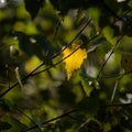 BIRCH LEAF