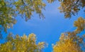 Golden autumn, low-angle shot of tree canopy with clear blue sky background Royalty Free Stock Photo