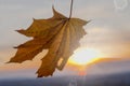 Golden autumn maple leaf gently caressed by the wind, against the background of the sunset.