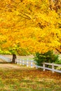 Golden autumn maple trees along a white fence Royalty Free Stock Photo