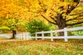 Golden autumn maple trees along a white fence Royalty Free Stock Photo