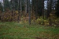 Golden autumn in a mixed forest. More green grass under Royalty Free Stock Photo