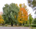 Golden autumn in Mogilev: green willow and golden maple