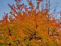 Golden autumn in the orchard: the crown of a cherry tree with leaves colored deep yellow and red Royalty Free Stock Photo