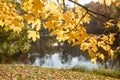 Golden autumn in the park, maple tree branches in backlight on a sunny day with yellowed leaves, branches leaning over Royalty Free Stock Photo