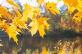Golden autumn in the park, maple tree branches in backlight on a sunny day with yellowed leaves, branches leaning over Royalty Free Stock Photo