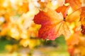 Golden autumn, red leafs. Fall, seasonal nature, beautiful foliage