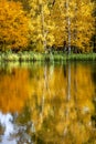 Golden autumn with reflections in the pond Royalty Free Stock Photo
