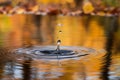 Autumn leaves reflected in a pond as a water droplet creates ripples Royalty Free Stock Photo