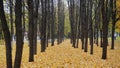 Golden Autumn in Russia. Naberezhnye Chelny city