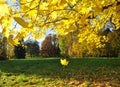 Golden autumn scene in the park, with falling leaves, the sun shining through the trees and the blue sky Royalty Free Stock Photo