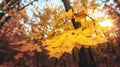 Golden autumn scene in a park, with falling leaves, the sun shining through the trees Royalty Free Stock Photo