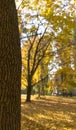 Golden autumn scene in a park, with leaves, sun shining through the trees and blue sky. Autumn forest landscape. Outdoor autumn co