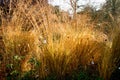 Golden autumn sunlight illuminating tall long grass