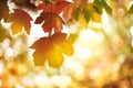 A sunny golden autumn leaves thanksgiving background at sunset