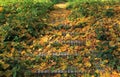 Golden autumn time. Brick stairs on the park footpath, covered with yellow leaves. Pavement in old city Park Royalty Free Stock Photo