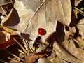 Golden autumn time. Ladybug or ladybird on a dry autumn leaf. Warm and sunny Indian summer in a forest Royalty Free Stock Photo