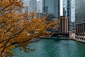 Golden Autumn Tree by the Chicago River and Skyscrapers Royalty Free Stock Photo