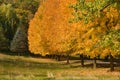 Golden Autumn Tree Colors Royalty Free Stock Photo