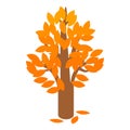 Golden autumn tree icon, isometric 3d style Royalty Free Stock Photo