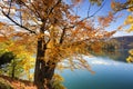 Golden autumn tree on Lake Bled, Slovenia Royalty Free Stock Photo