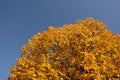 Golden autumn tree leaves blue sky background, sunny autumn day Royalty Free Stock Photo