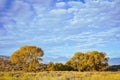 Golden autumn tree in misty mountain valley with cloudy sky Royalty Free Stock Photo