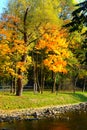 Golden autumn tree and river Royalty Free Stock Photo