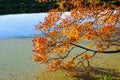 Golden autumn tree by the river Royalty Free Stock Photo