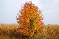 A tree sheltered by gold among the fields. Royalty Free Stock Photo