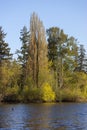 golden autumn trees on edge of lake shore