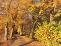 Golden autumn trees, Lithuania