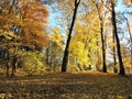 Golden autumn trees, Lithuania