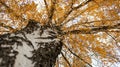 Golden Autumn. View from below of a birch tree with a vibrant crown Royalty Free Stock Photo