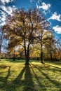 Golden autumn view in famous Munich relax place - Englischer Garten. Munich, Bavaria, Germany