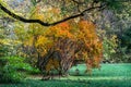 Golden autumn view in famous Munich relax place - Englischer Garten. Munich, Bavaria, Germany