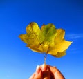 Golden autumn Royalty Free Stock Photo