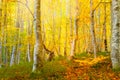 Golden Autumn in a wild forest -yellow orange leaves and big trees, natural landscape Royalty Free Stock Photo