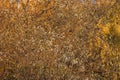Golden autumn willow branches, natural background Royalty Free Stock Photo