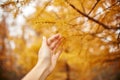 Golden autumn with yellow trees in the forest. Tree with yellow larch needles in the hands of women, autumn came. Wonderful autumn